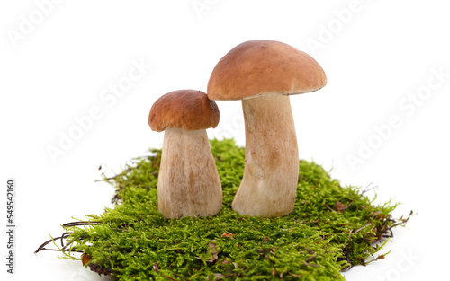 Two brown mushrooms with moss.