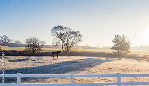 A horse in a pasture early in the morning with frost and haze and a blue sky.