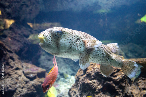 ein Kugelfisch schwimmt in einem Aquarium