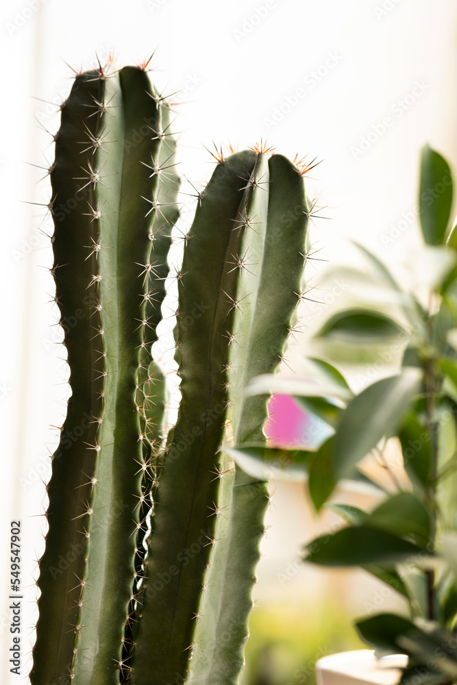 Naklejka premium some cereus cacti with their sharp needle spikes next to a ficus plant with many leaves