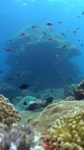 Wallpaper Mural Hard and soft coral reef with huge boomie in the background Torontodigital.ca