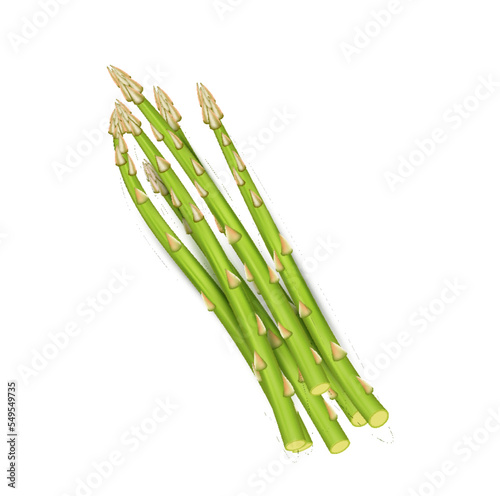 Realistic asparagus vegetable stem sprout bunch. Seasonal farming meal eco product