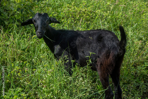 little black goat