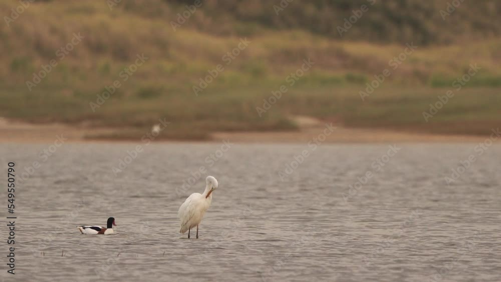A great egret (Ardea alba) polishing its feathers in a salt marsh A great egret (Ardea alba) polishing its feathers in a salt marsh
