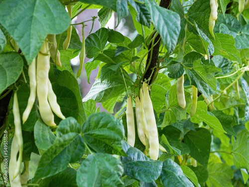 Ripe pods of kidney bean growing on farm. Bush with bunch of pods of haricot plant (Phaseolus vulgaris) ripening in homemade garden. Organic farming, healthy food, BIO viands, back to nature concept.
