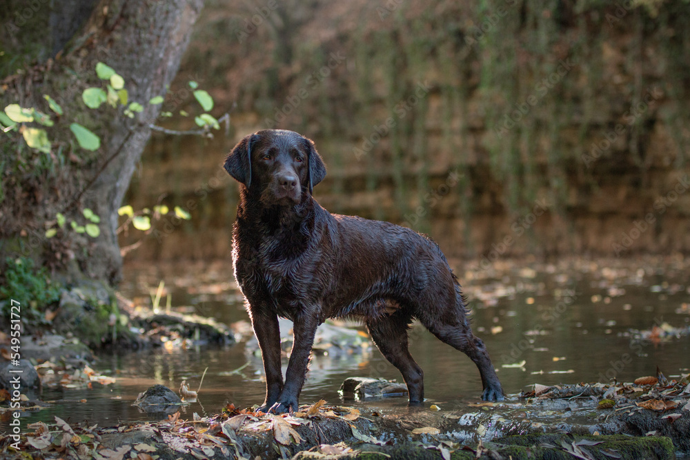 labrador retriever at a lake labrador retriever at a lake