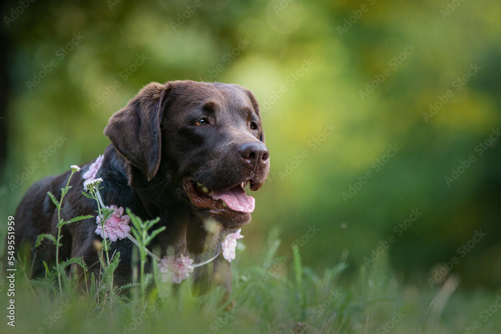 brown labrador retriever with flowers