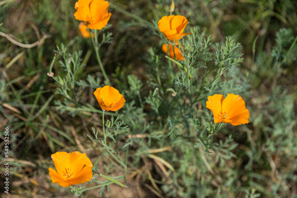 Kalifornischer Mohn - orange Sommerblume