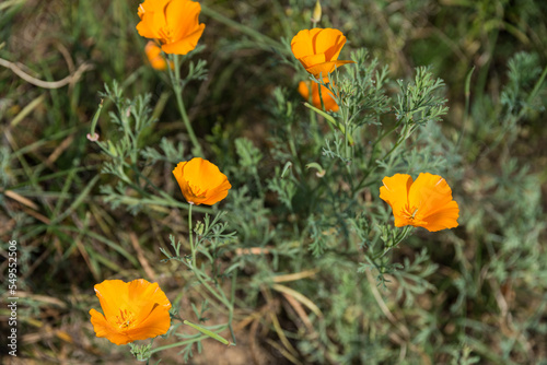 Kalifornischer Mohn - orange Sommerblume