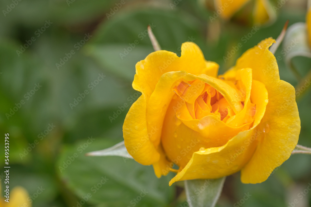 Beautiful Yellow Absolutely Fabulous Rose Bud Beautiful Yellow Absolutely Fabulous Rose Bud