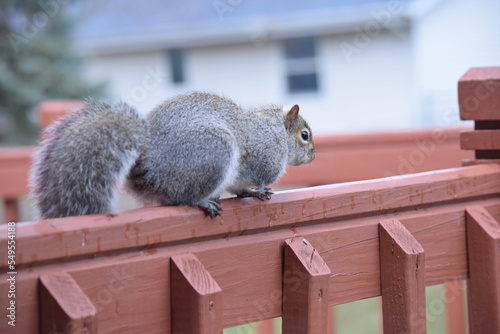 Closeup of squirrel enjoying the outdoors