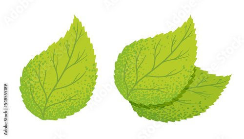 Vector illustration of a green leaf. Vintage set icons of green leaf. Eco friendly style.