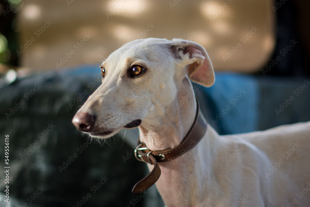 Portrait of a beautiful female greyhound