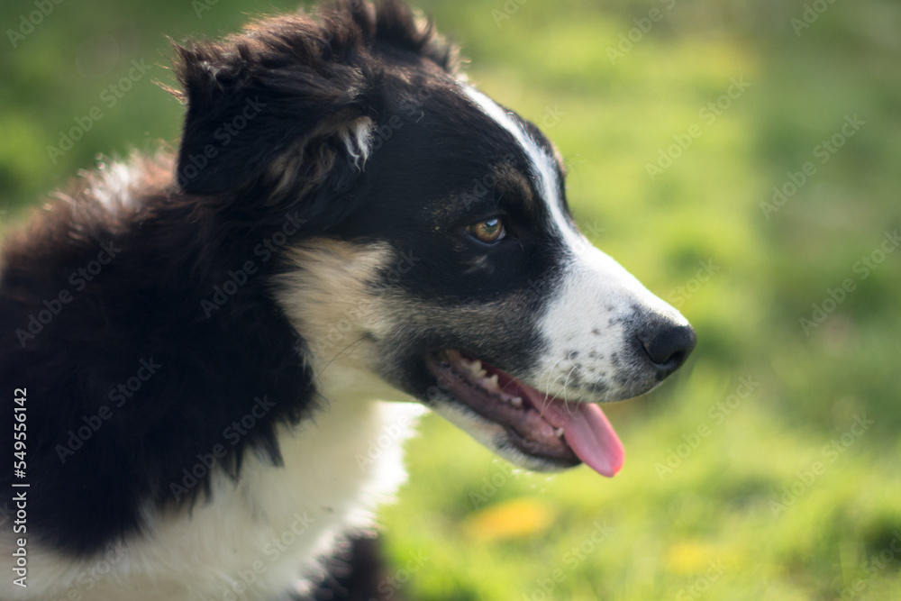 Portrait of a lovely puppy dog border collie 