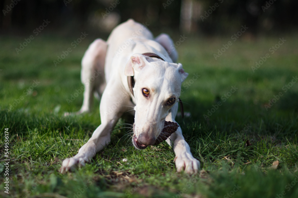 Portrait of a beautiful female greyhound