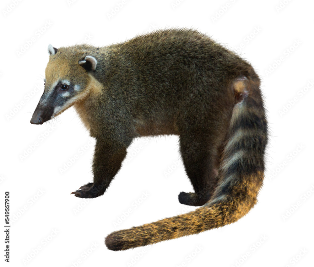 Fototapeta premium Coati (Nasua narica) isolated on white background