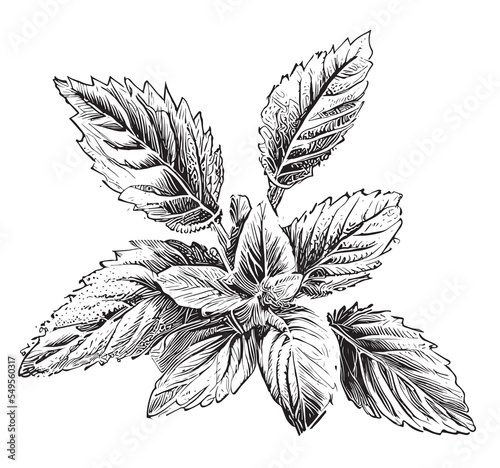 Mint leaves sketch hand drawn engraved style Vector illustration