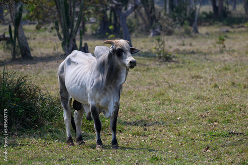 Portrait of Brazilian cow on a pasture  Pantanal
