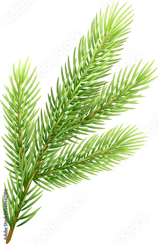 Pine Tree Branch