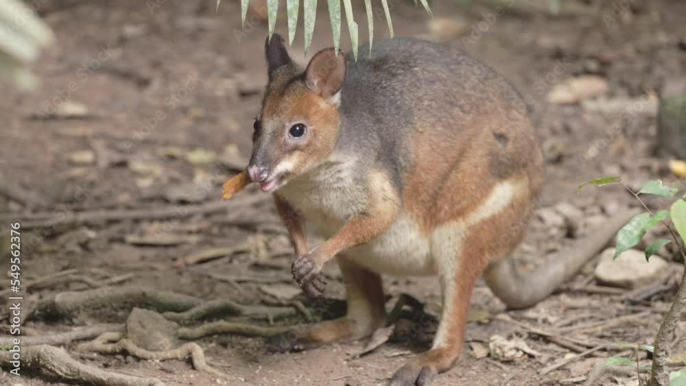 a close front view of a red-legged pademelon eating at a rainforest in north qld, australia a close front view of a red-legged pademelon eating at a rainforest in north qld, australia