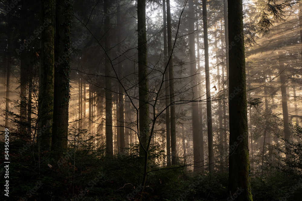 Sonnenstrahlen brechen durch den Nebel und die Bäume im Wald am Morgen