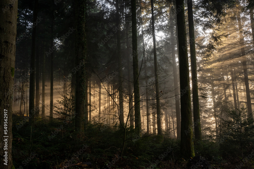 Sonnenstrahlen brechen durch den Nebel und die Bäume im Wald am Morgen Sonnenstrahlen brechen durch den Nebel und die Bäume im Wald am Morgen