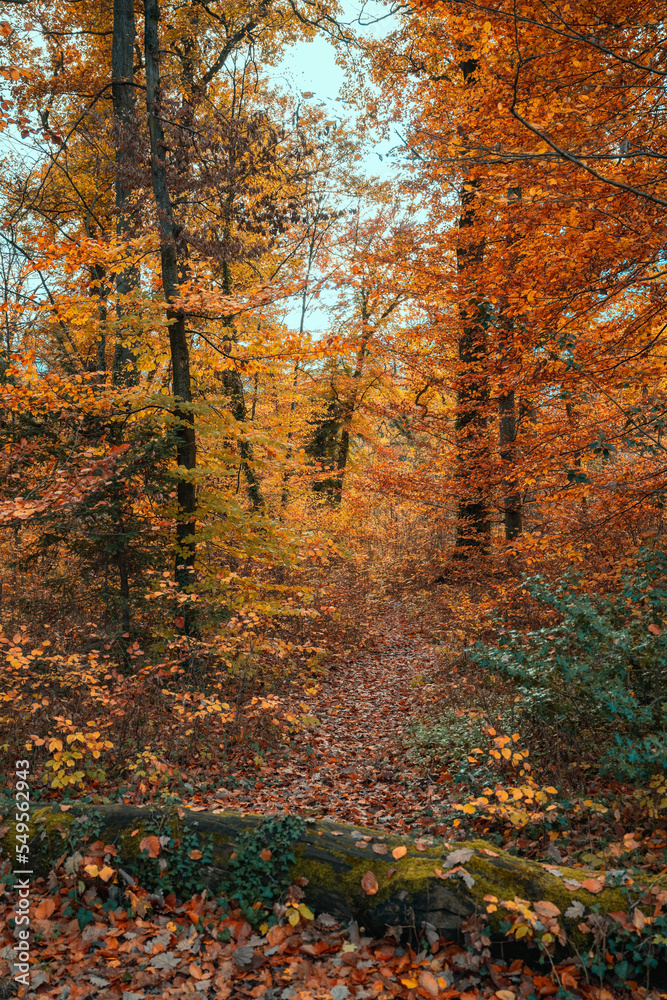 couleurs de la forêt en automne