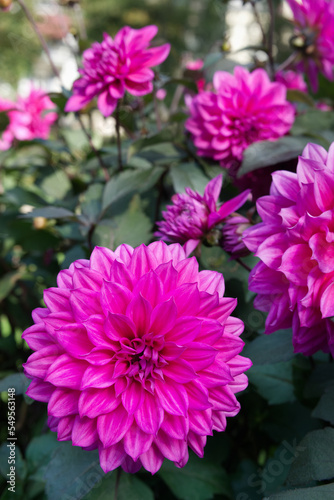 Close-up on a pink decorative Dahlia Garden