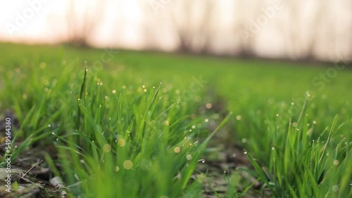 Bright green grass in a field. Young wheat sprouts close-up with dew drops photo