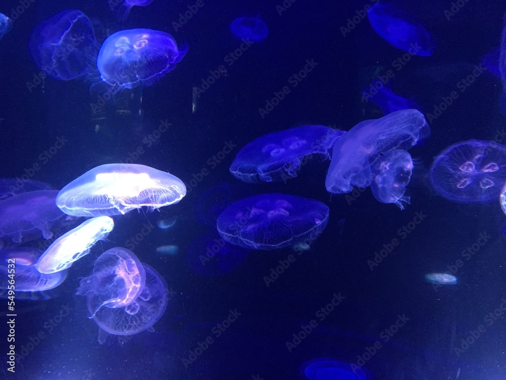 jelly fish in the aquarium jelly fish in the aquarium