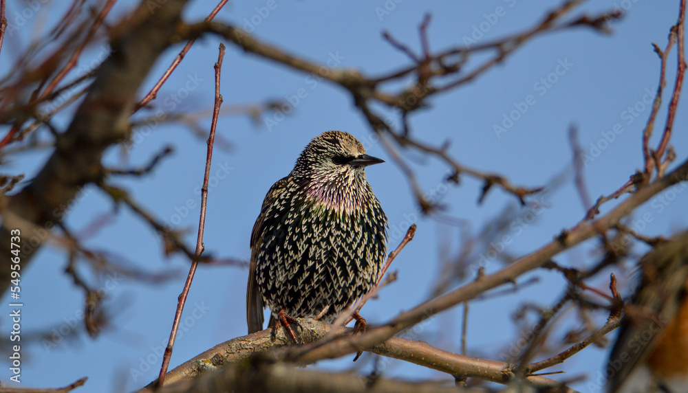 Starling bird Starling bird