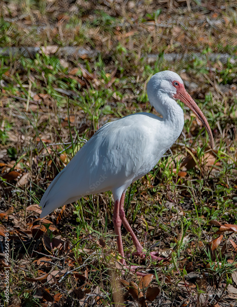 Fototapeta premium Ibis wetland bird