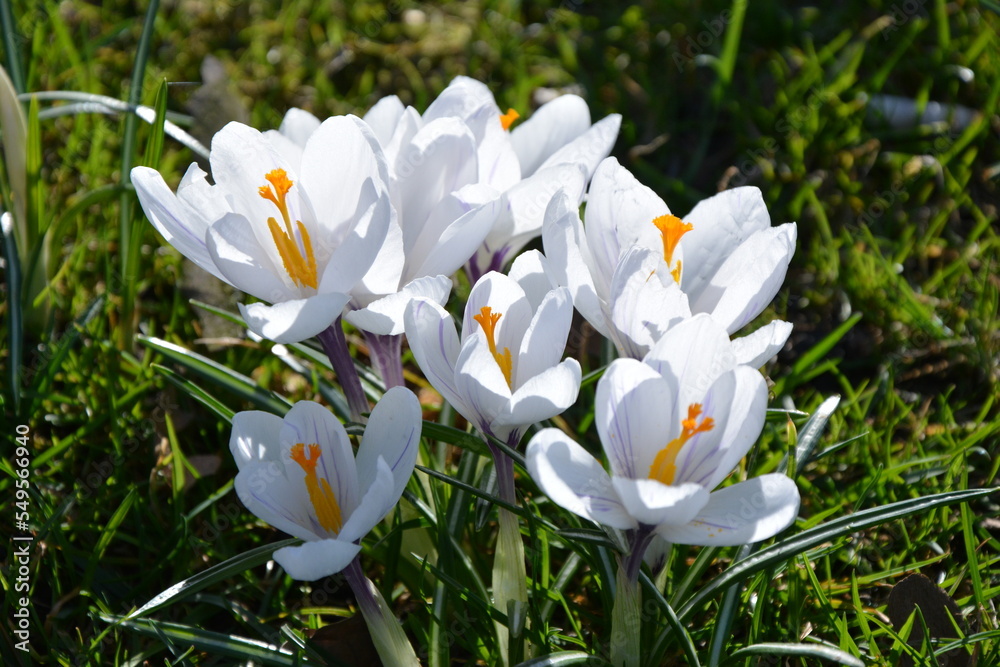 white, flower, crocus, biały kwiat, kwiecisty, łąka, szafran white, flower, crocus, biały kwiat, kwiecisty, łąka, szafran