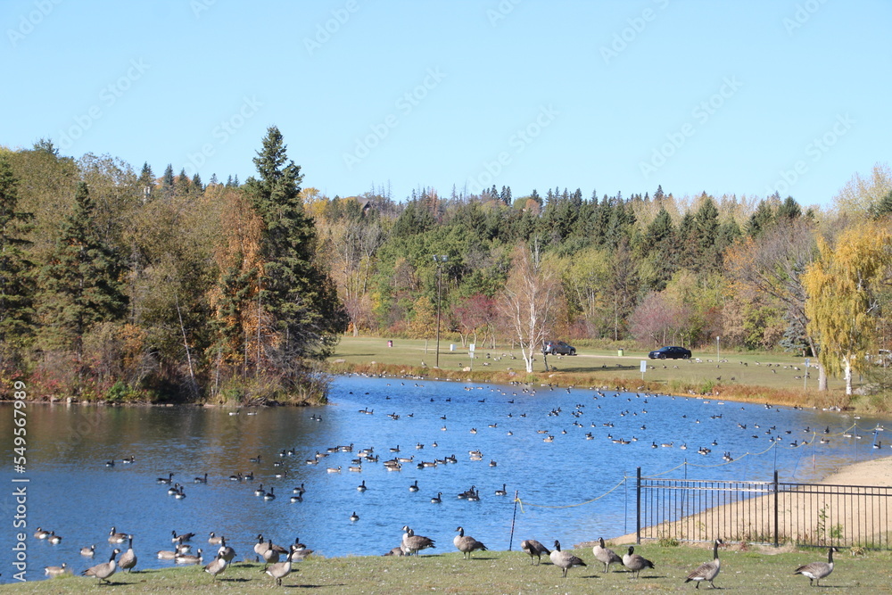 ducks on the lake, William Hawrelak Park, Edmonton, Alberta
