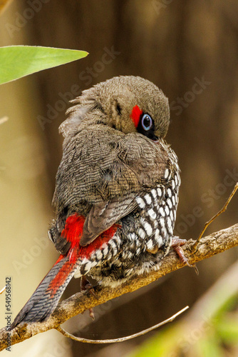 Red-eared Firetail in Western Australia photo