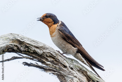 Welcome Swallow in Western Australia