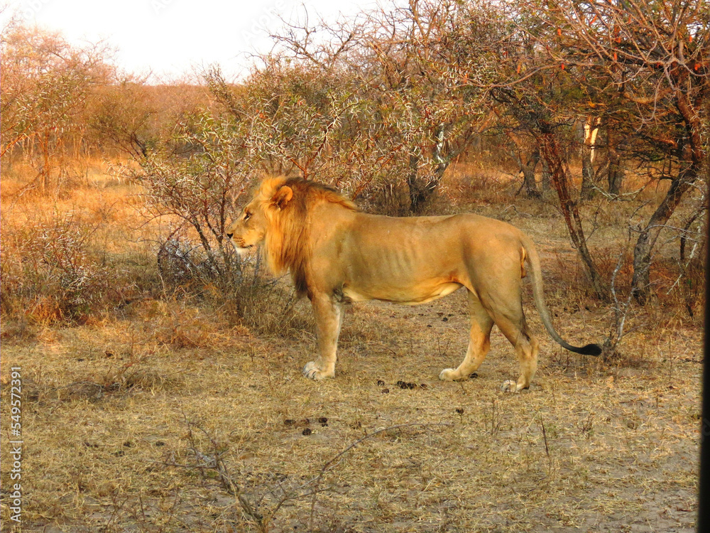 León africano. León africano.