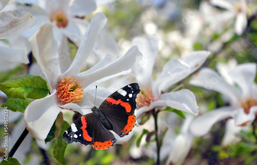 bright butterfly admiral on white magnolia flowers in the garden. blooming magnolia and butterfly photo