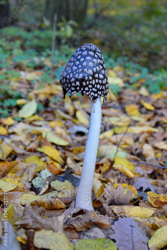 Magpie Inkcap mushroom among beautiful autumn leaves in the forest. The Latin name is Coprinus picaceus. Also known as Coprinopsis picacea and Agaricus Picaceus.