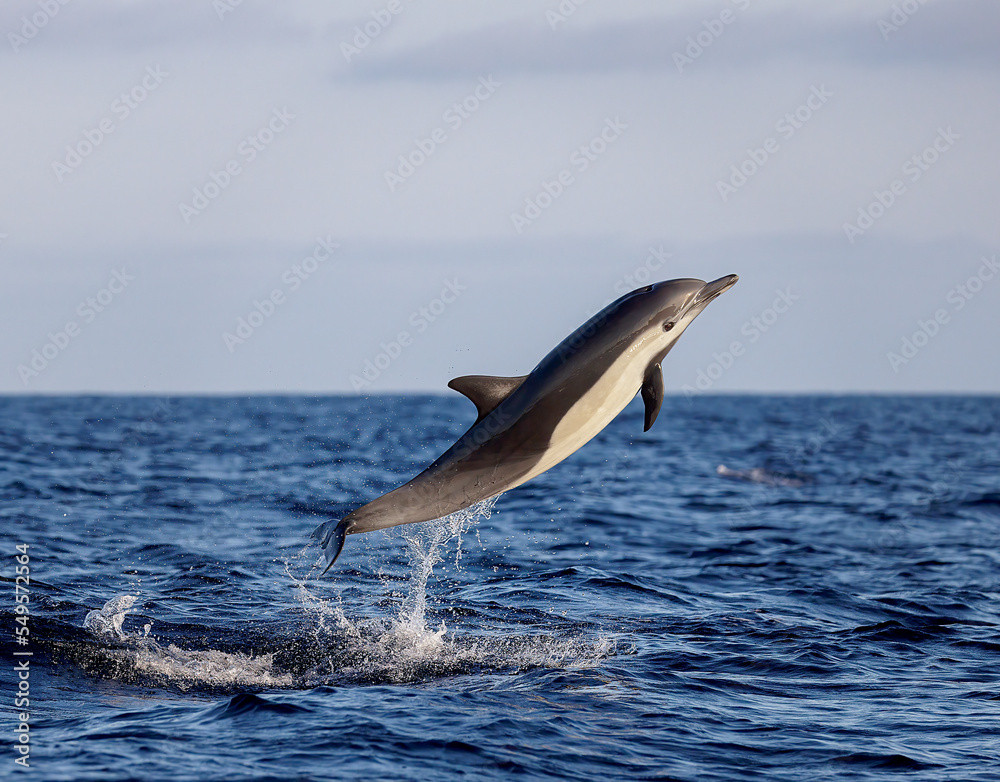 dolphin jumping out of water