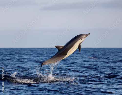 Obraz na płótnie dolphin jumping out of water w salonie