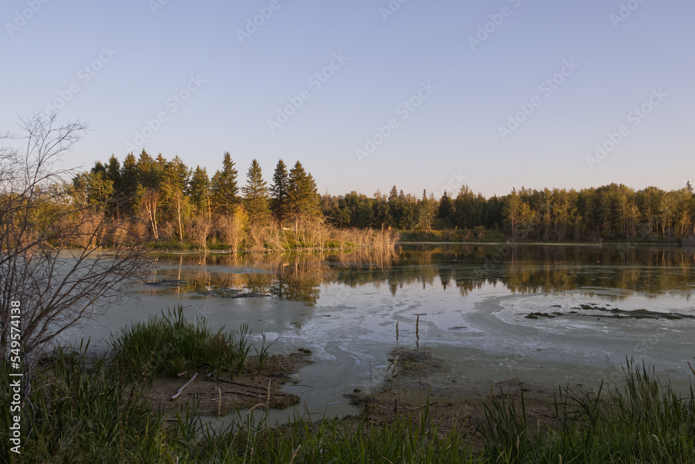 A Beautiful Summer Evening at Elk Island National Park A Beautiful Summer Evening at Elk Island National Park