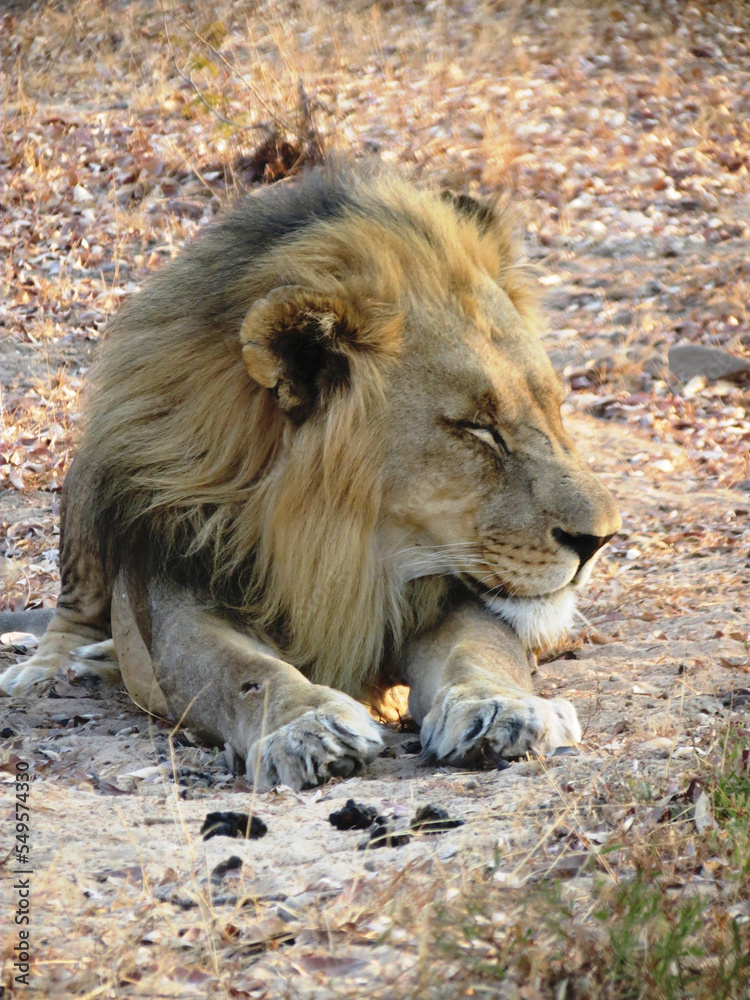 Obraz premium León africano.