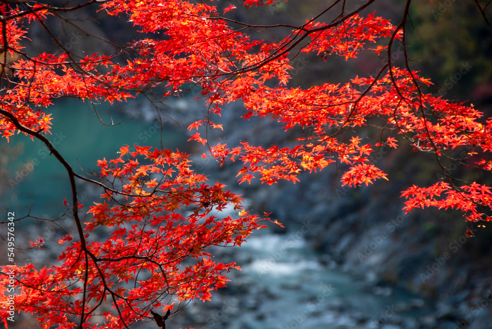 紅葉 紅葉