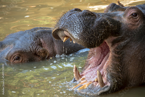 Hippopotame ouvrant grand sa gueule avec dents 