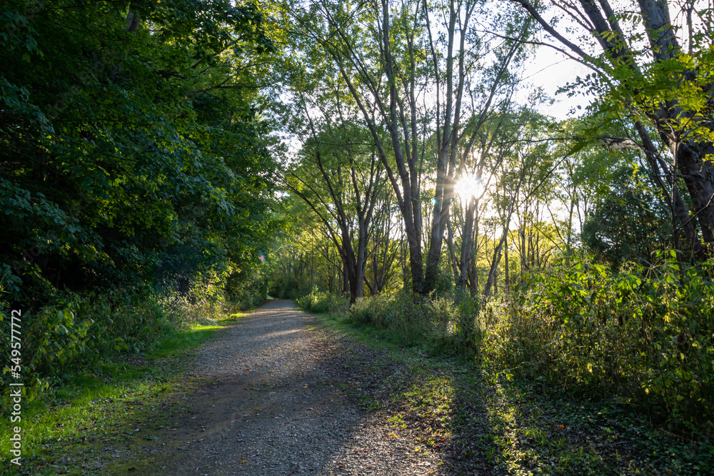A sunlit dirt path, surrounded by green trees and foliage A sunlit dirt path, surrounded by green trees and foliage