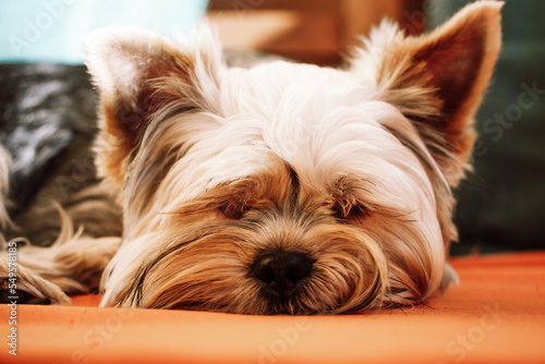 Portrait of a peacefully sleeping Yorkshire Terrier dog on the orange couch, sofa, cushion at home. A little brown lap dog is resting indoors. Funny cute canine pet animal close up. Cozy sweet scene.