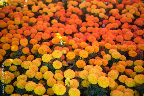 Field of Marigolds for Day of the Dead in Mexico