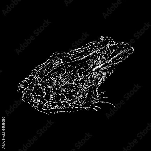 Leopard Frog hand drawing vector isolated on black background.