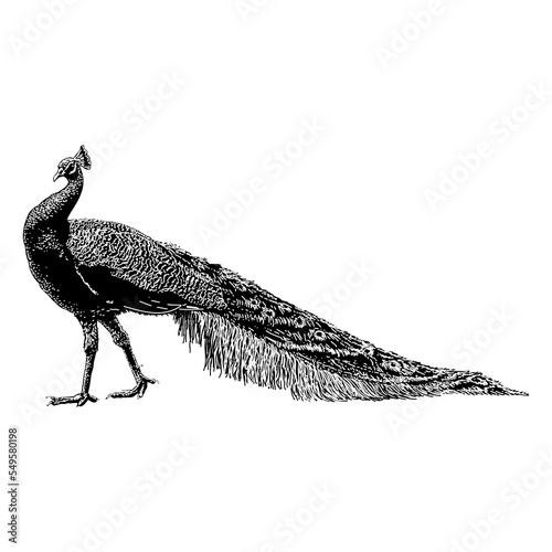 Peacock hand drawing vector illustration isolated on background.